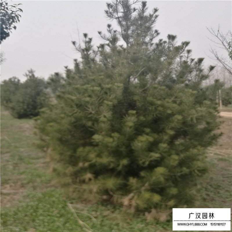 白皮松小苗最新價格(圖4)