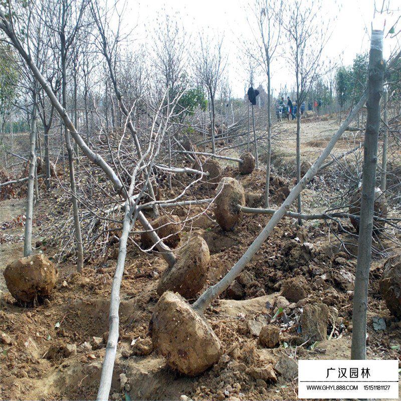 白玉蘭樹的種植方法(圖10)