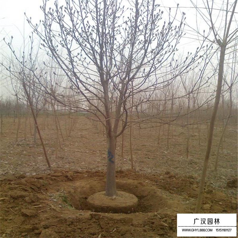白玉蘭樹的種植方法(圖11)