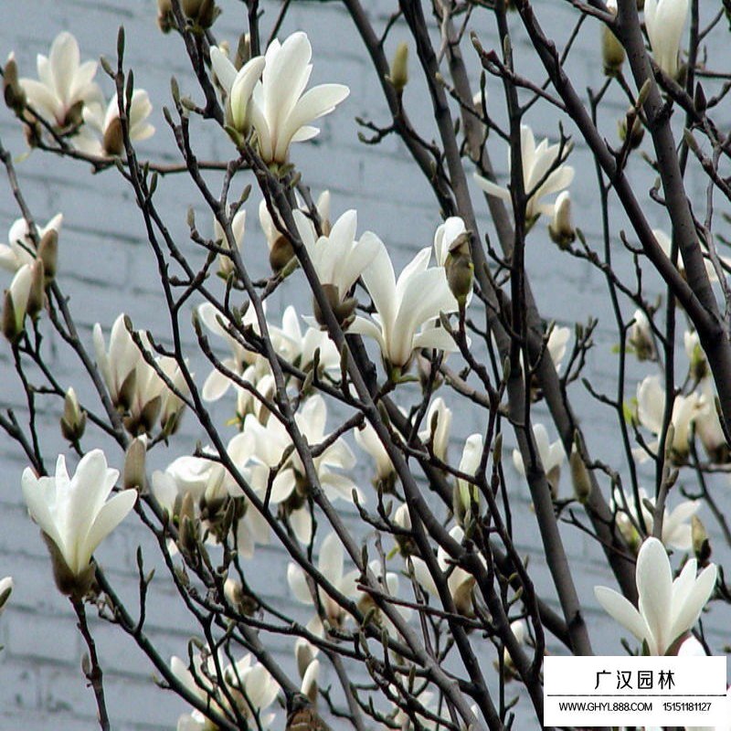 白玉蘭樹的種植方法(圖8)