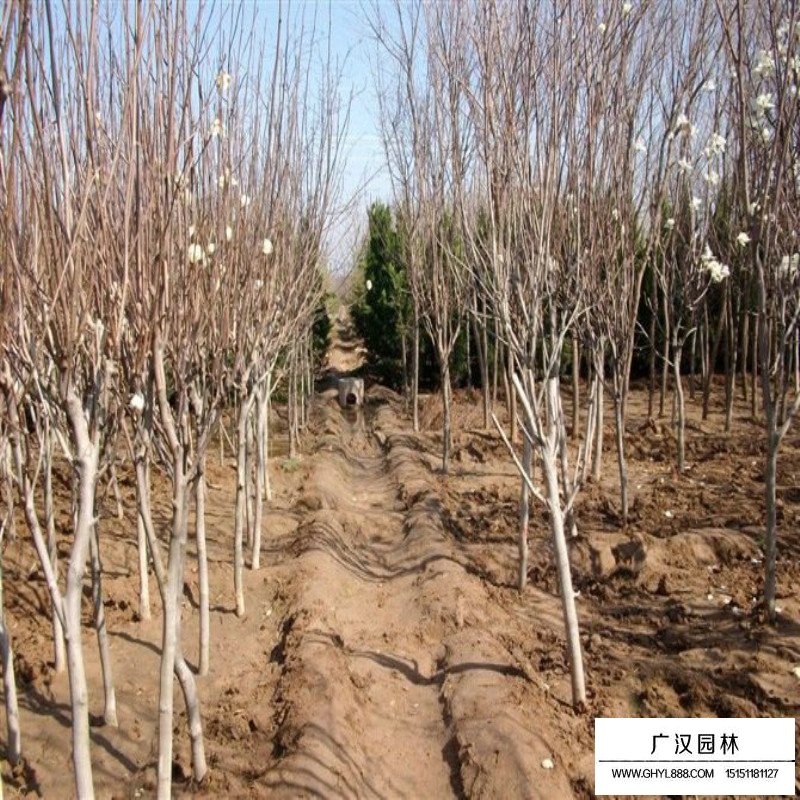 白玉蘭樹的種植方法(圖9)