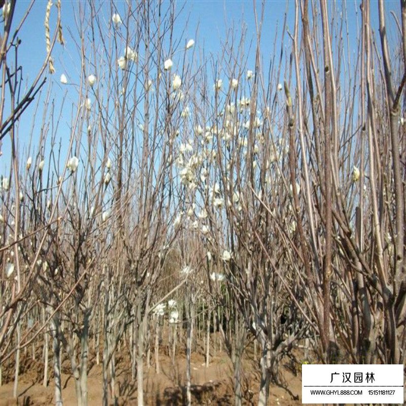 白玉蘭樹多少錢一棵(圖2)