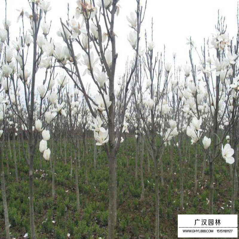 白玉蘭樹多少錢一棵(圖4)