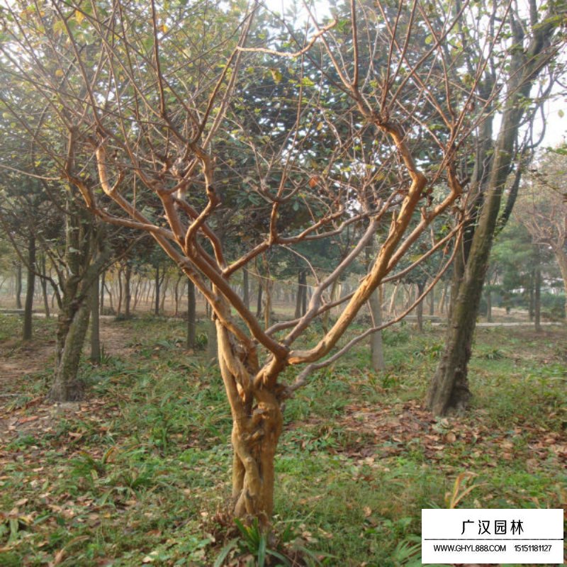百日紅什么時候開花，花期多久(圖9)