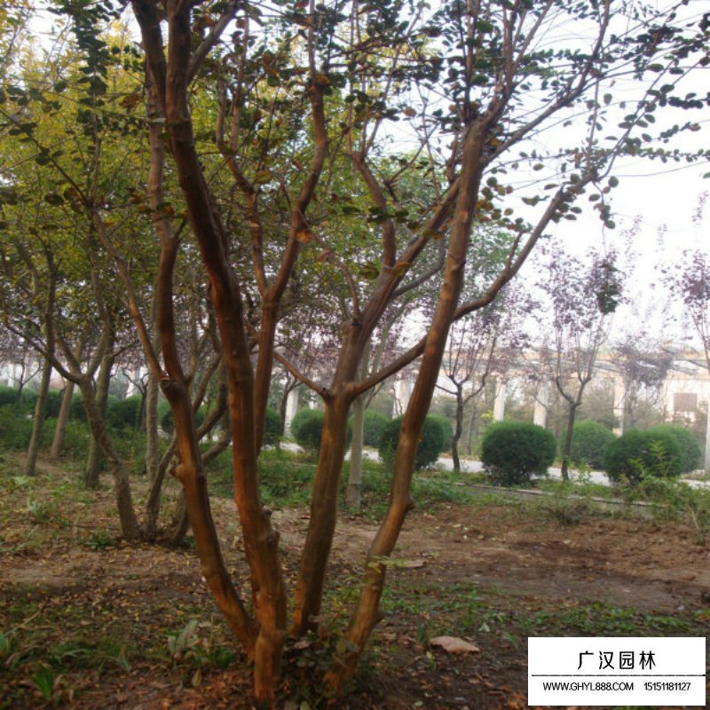 百日紅什么時候開花，花期多久(圖10)
