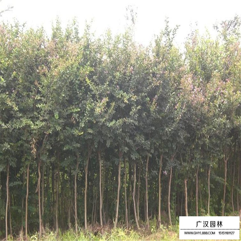 百日紅什么時候開花，花期多久(圖1)