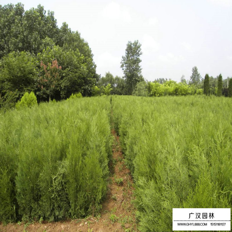 扁柏與側柏怎樣區分(圖5)