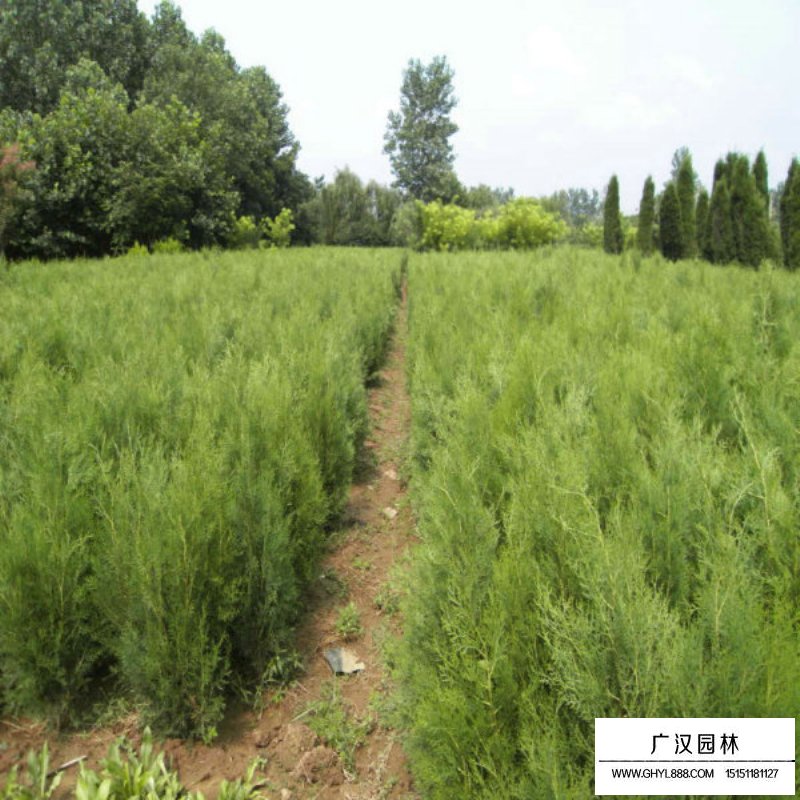 扁柏與側柏怎樣區分(圖6)