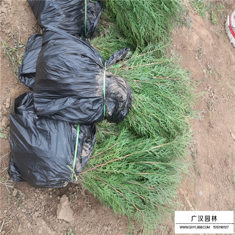 扁柏與側柏怎樣區分(圖1)