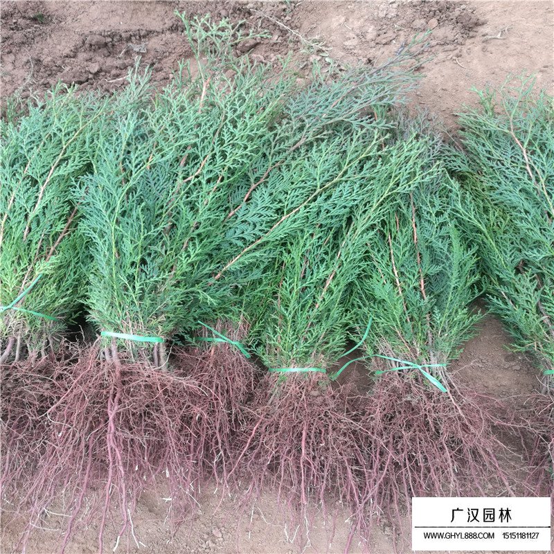 扁柏與側柏怎樣區分(圖3)