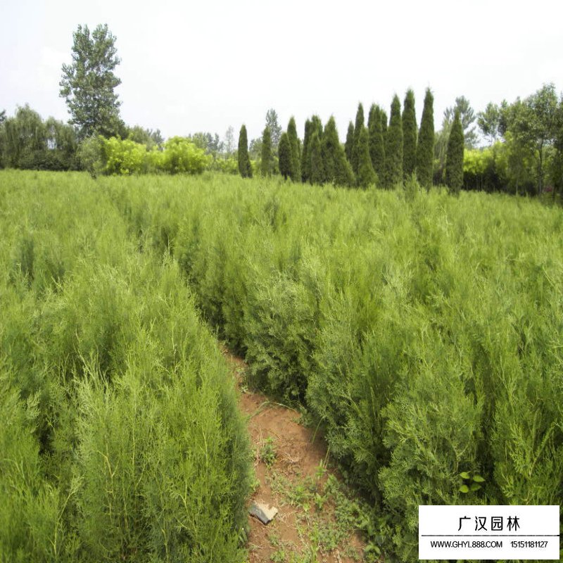 扁柏與側柏怎樣區分(圖7)