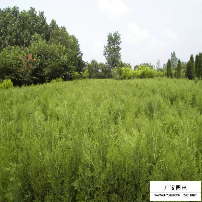扁柏與側柏怎樣區分(圖8)