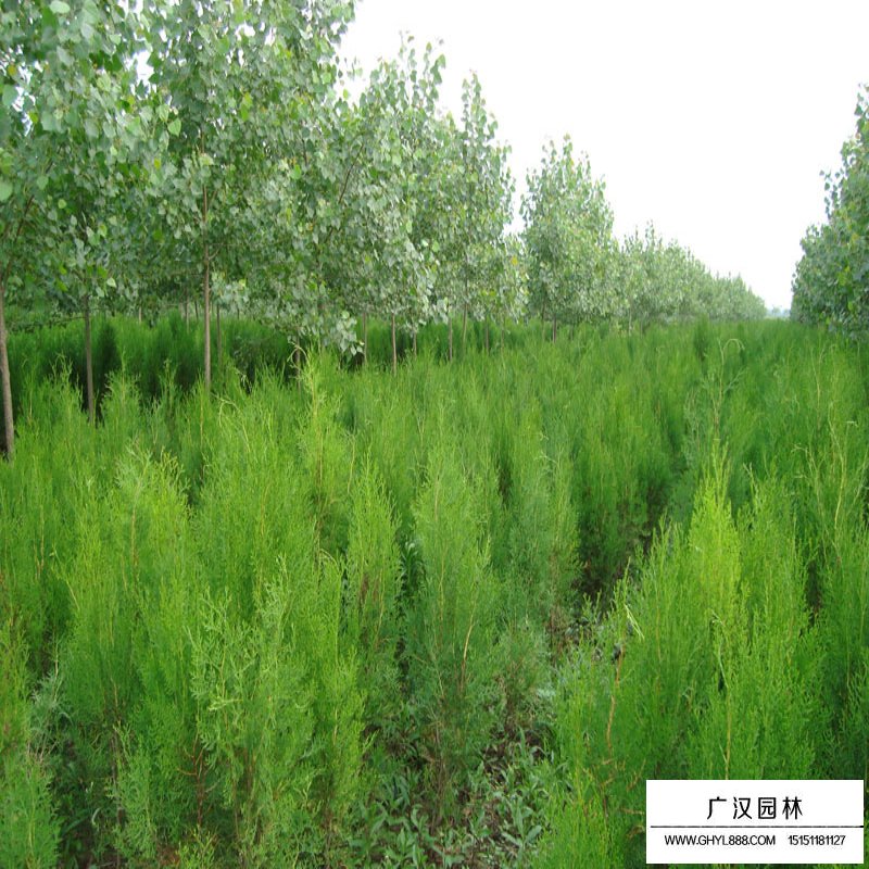扁柏與側柏怎樣區分(圖9)