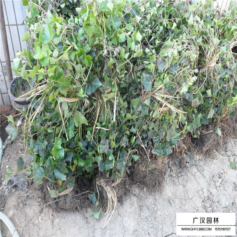 常春藤的種植方法(圖8)