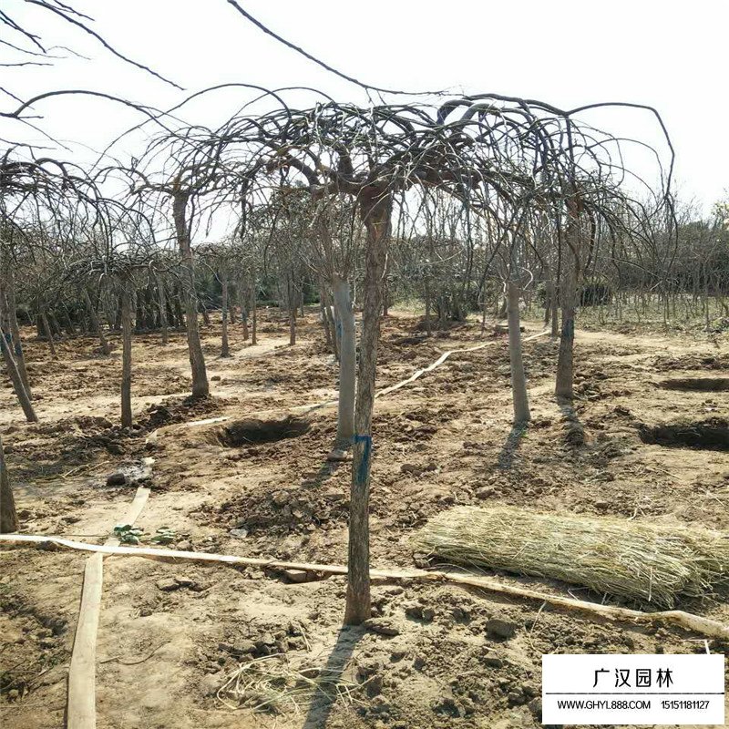 垂槐小苗的最新價格(圖3)