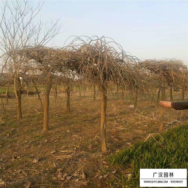 垂槐小苗的最新價格(圖2)