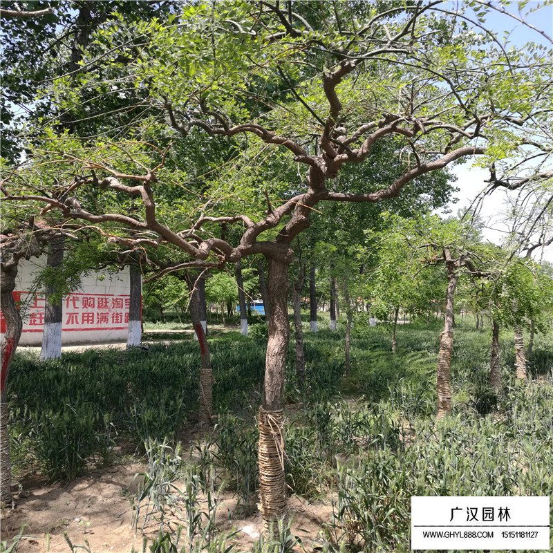 垂槐小苗的最新價格(圖7)