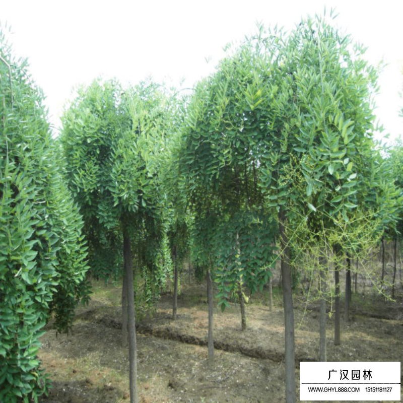 垂槐小苗的最新價格(圖8)