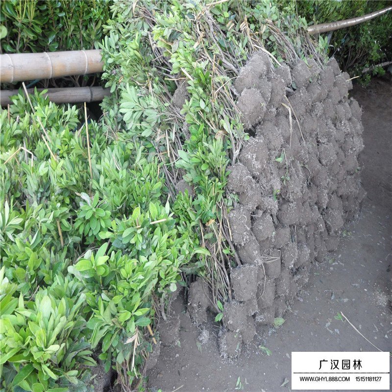 春鵑和毛鵑有什么區別(圖1)