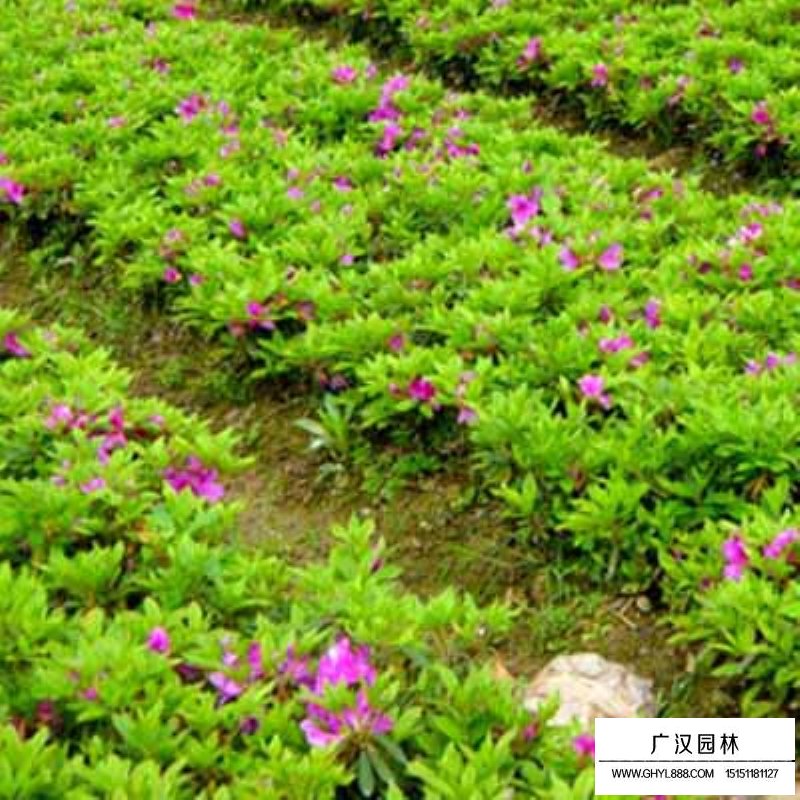 春鵑和毛鵑有什么區別(圖2)