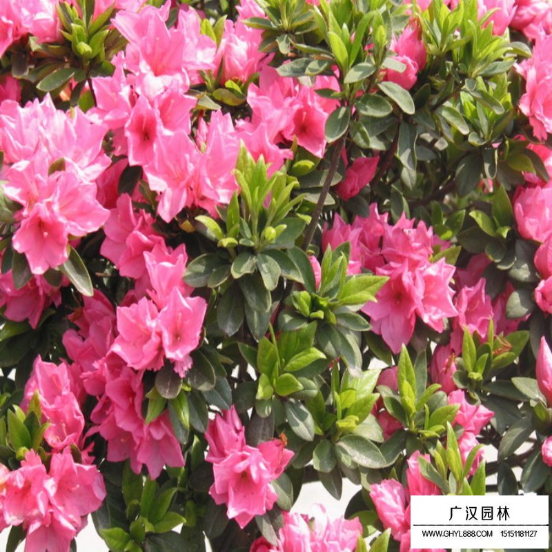 春鵑和毛鵑有什么區別(圖3)