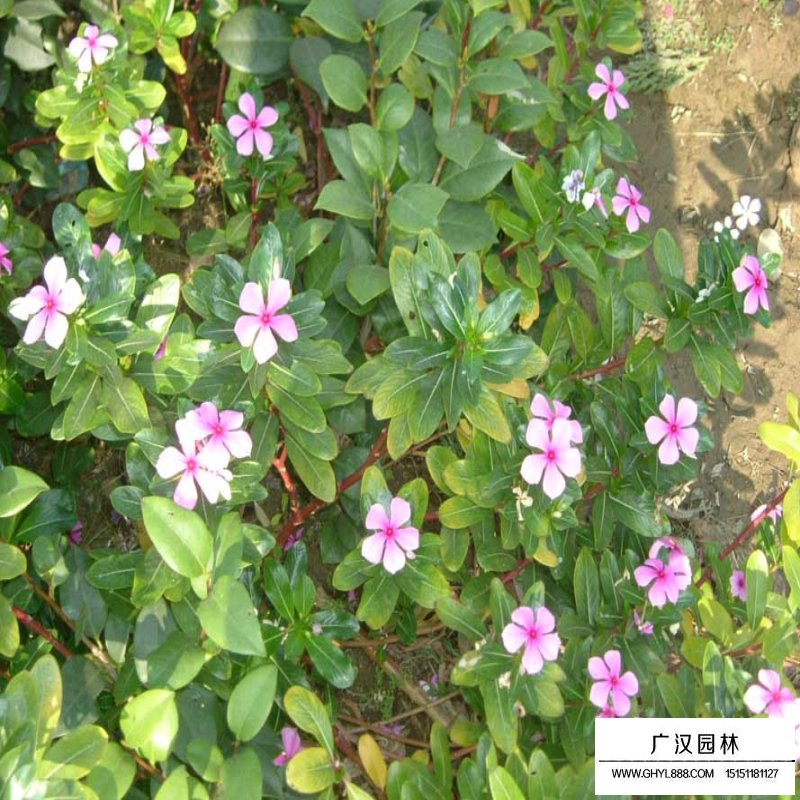 春鵑和毛鵑有什么區別(圖4)