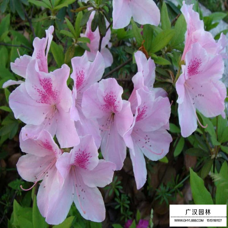 春鵑和毛鵑有什么區別(圖5)