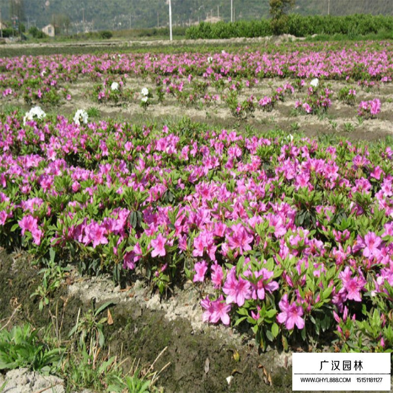 春鵑和毛鵑有什么區別(圖6)