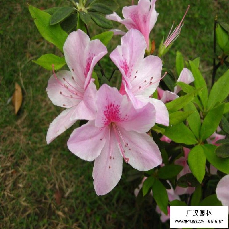 春鵑和夏鵑的區別在哪里(圖5)