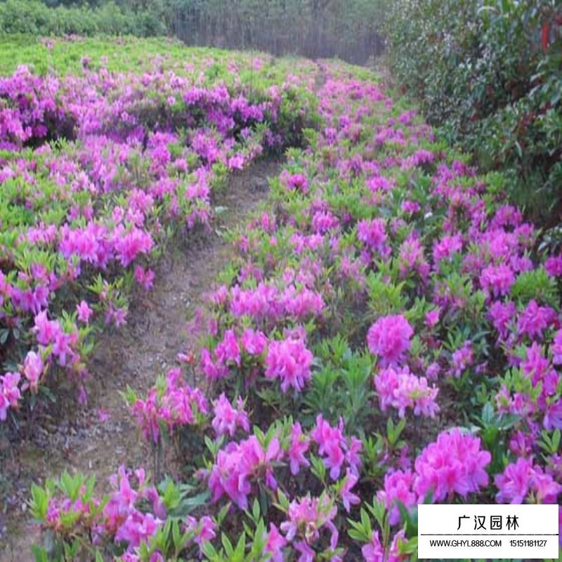 春鵑和夏鵑的區別在哪里(圖2)