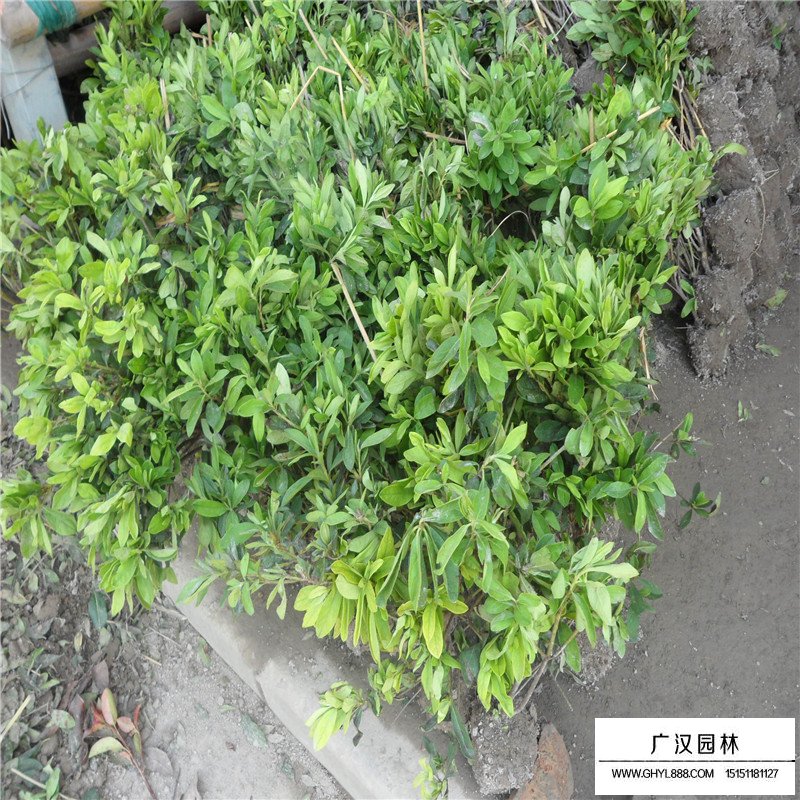 春鵑和夏鵑的區別在哪里(圖3)