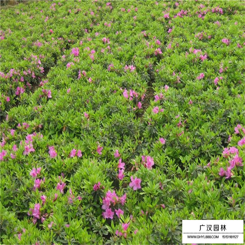 春鵑價格多少錢一棵(圖2)