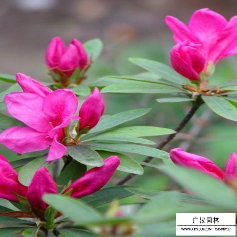 春鵑價格多少錢一棵(圖4)