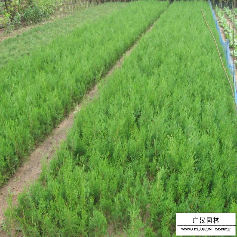 刺柏和刺松怎么區分(圖6)