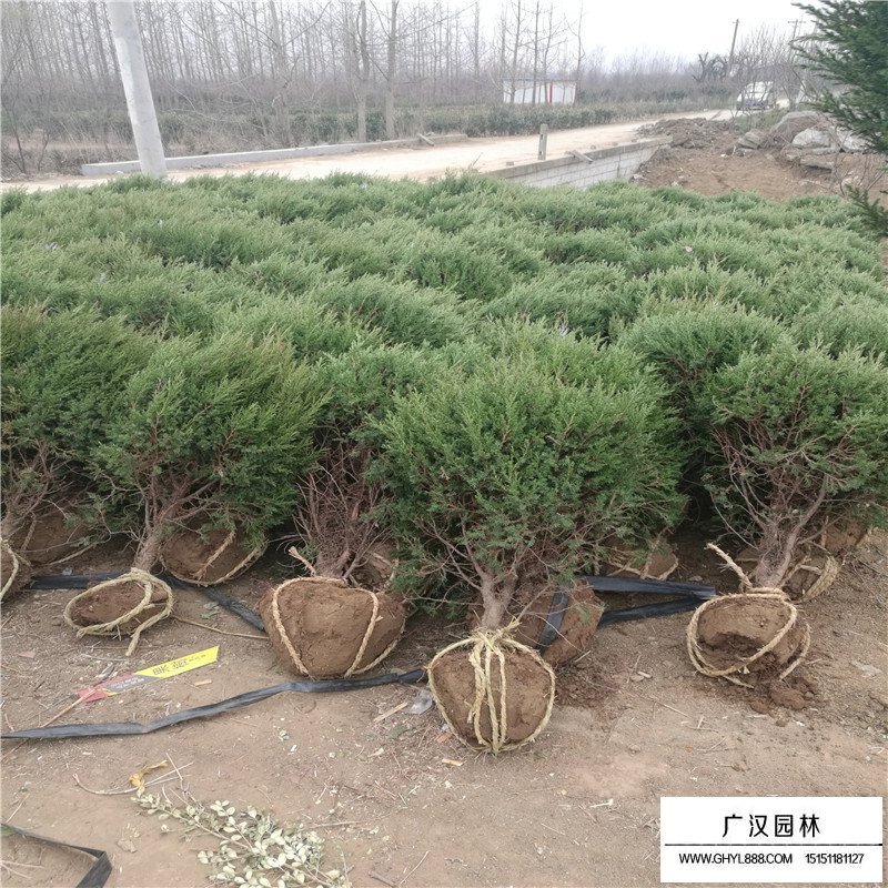 刺柏球多少錢一棵？(圖1)