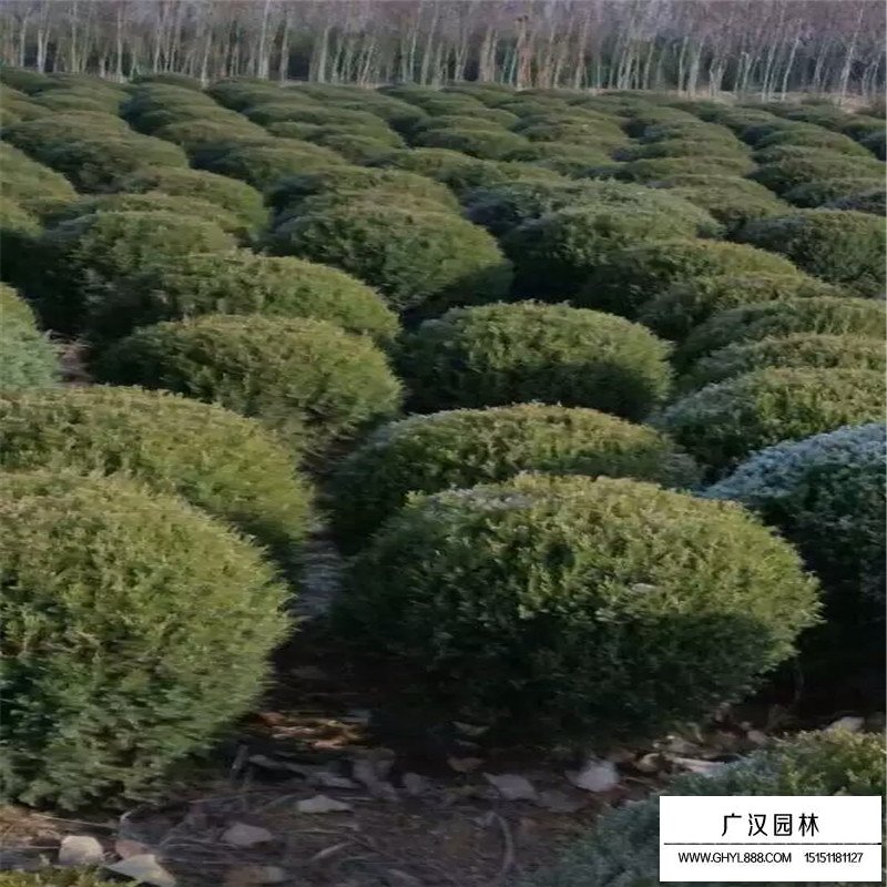刺柏球多少錢一棵？(圖3)