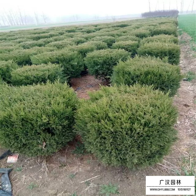 刺柏球多少錢一棵？(圖4)
