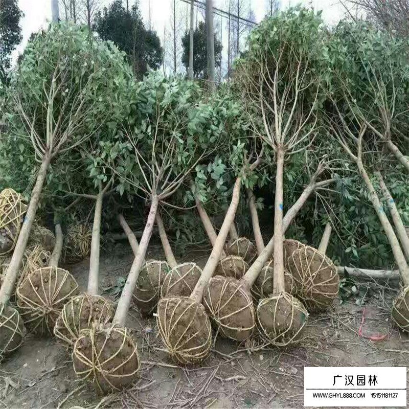 叢生大葉女貞價格是按什么計算的(圖1)