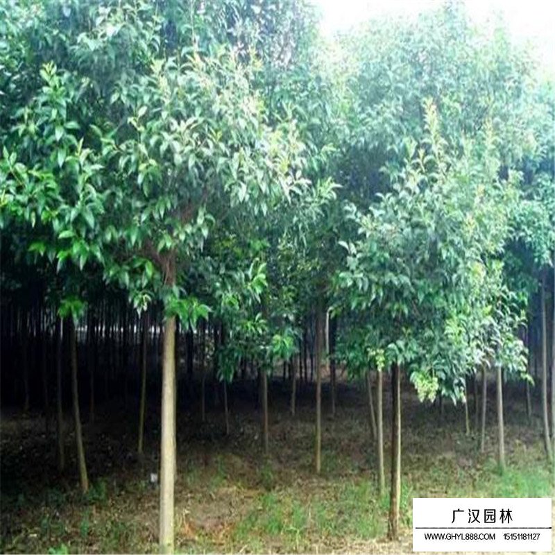 叢生大葉女貞價格是按什么計算的(圖2)