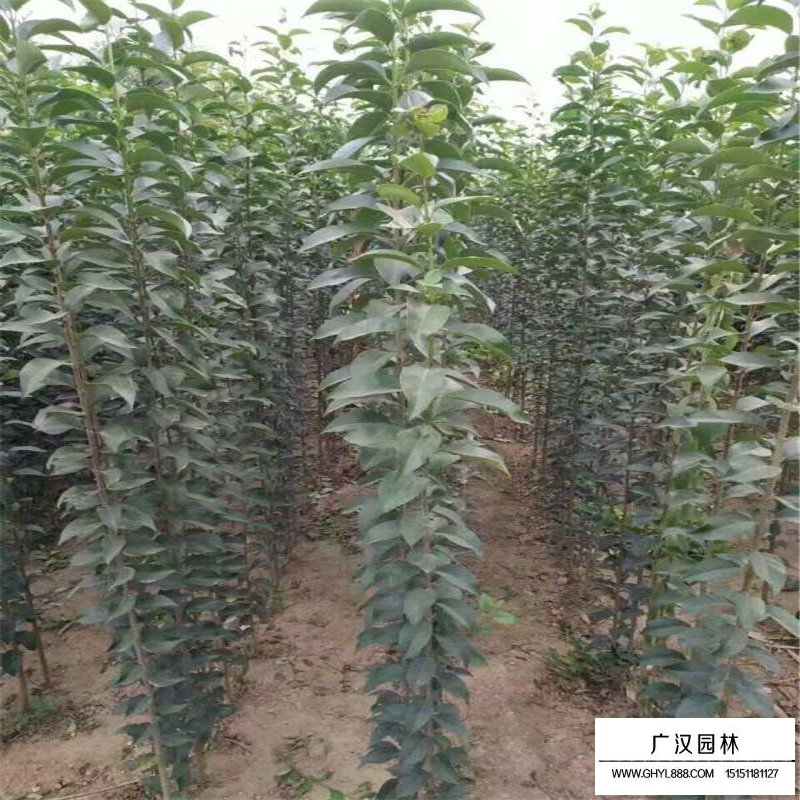 叢生大葉女貞價格是按什么計算的(圖4)