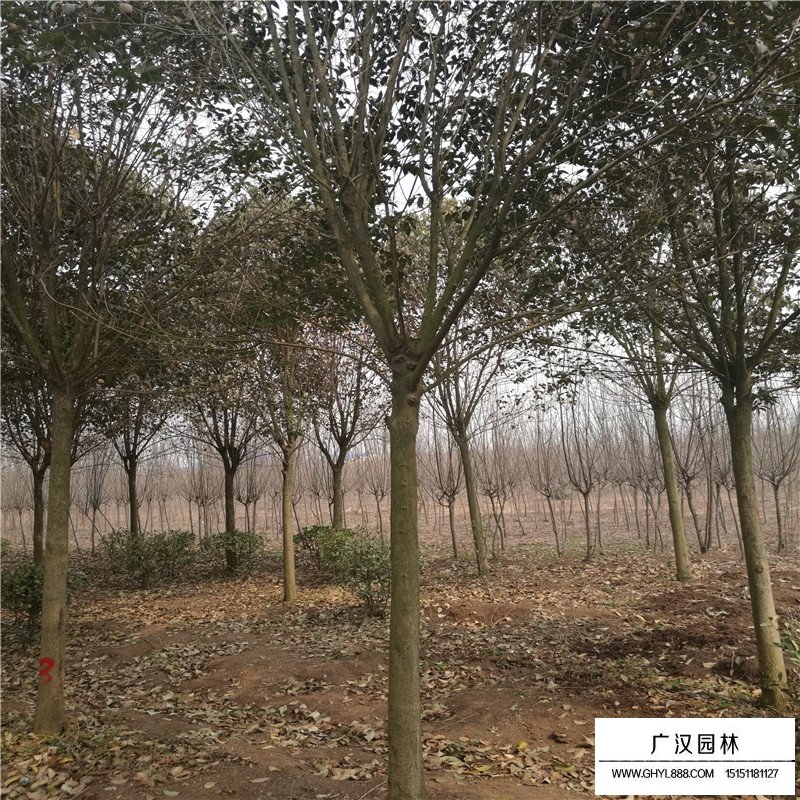叢生大葉女貞價格是按什么計算的(圖6)