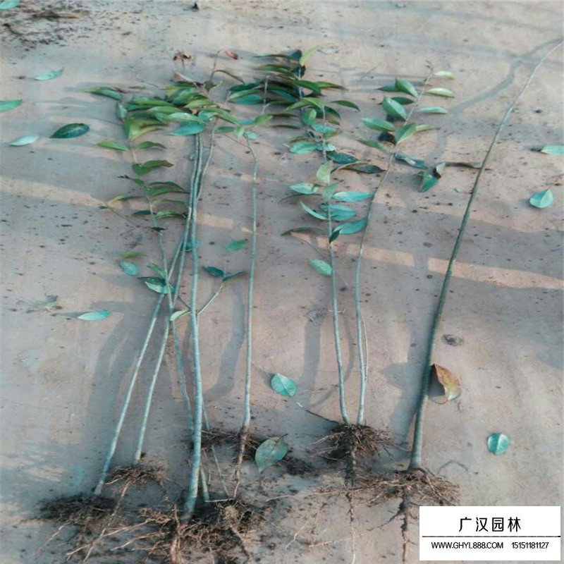 叢生大葉女貞價格是按什么計算的(圖7)