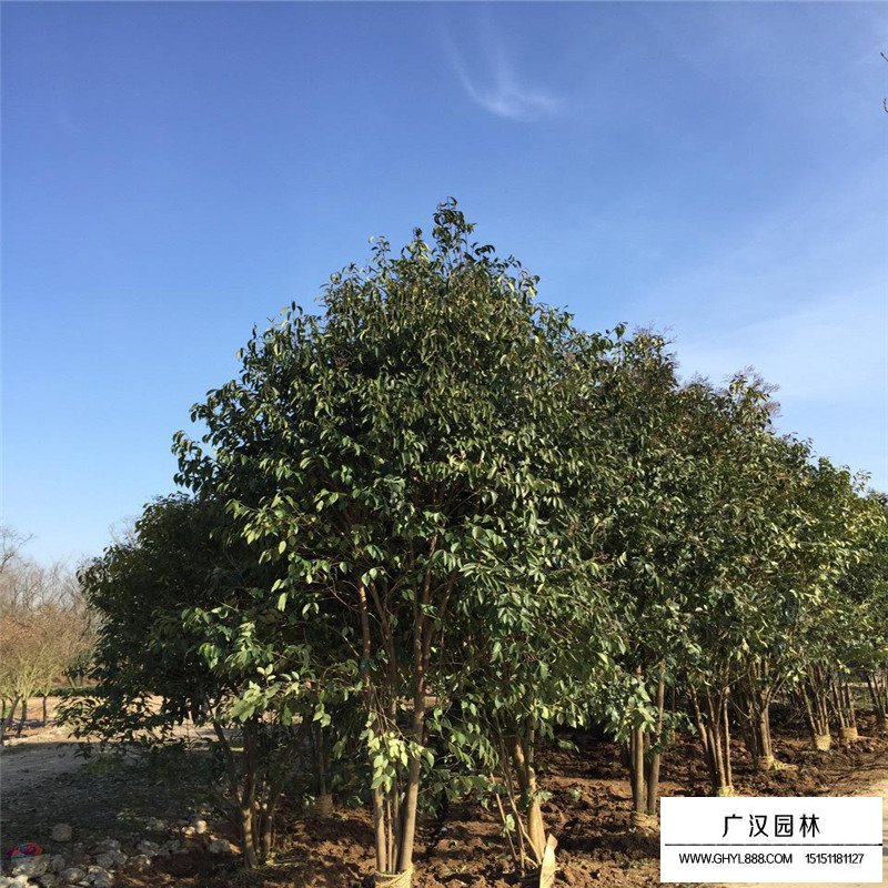 叢生大葉女貞哪里有賣？(圖4)