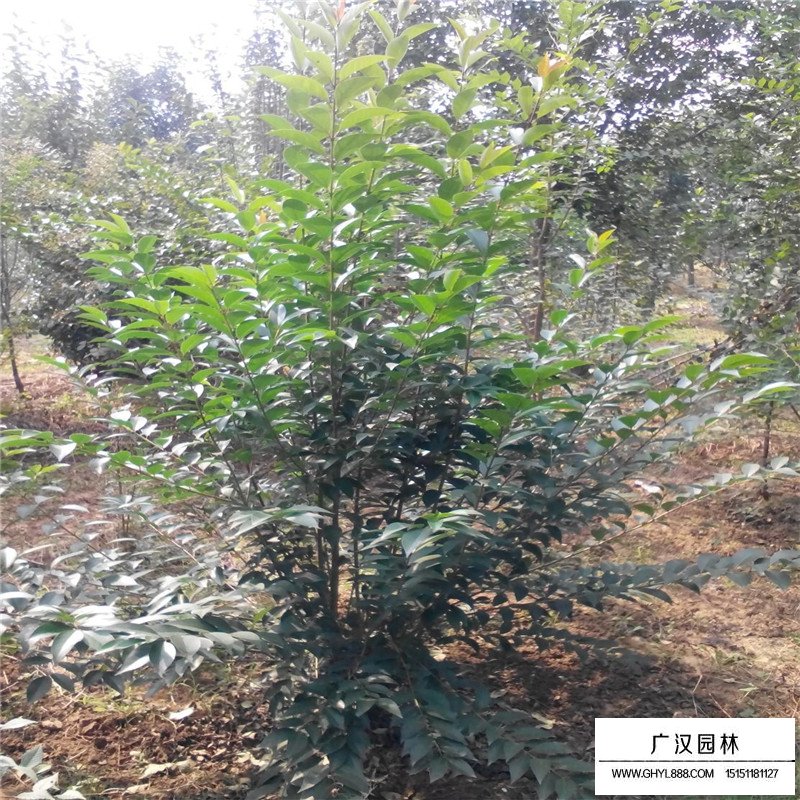 叢生大葉女貞哪里有賣？(圖5)
