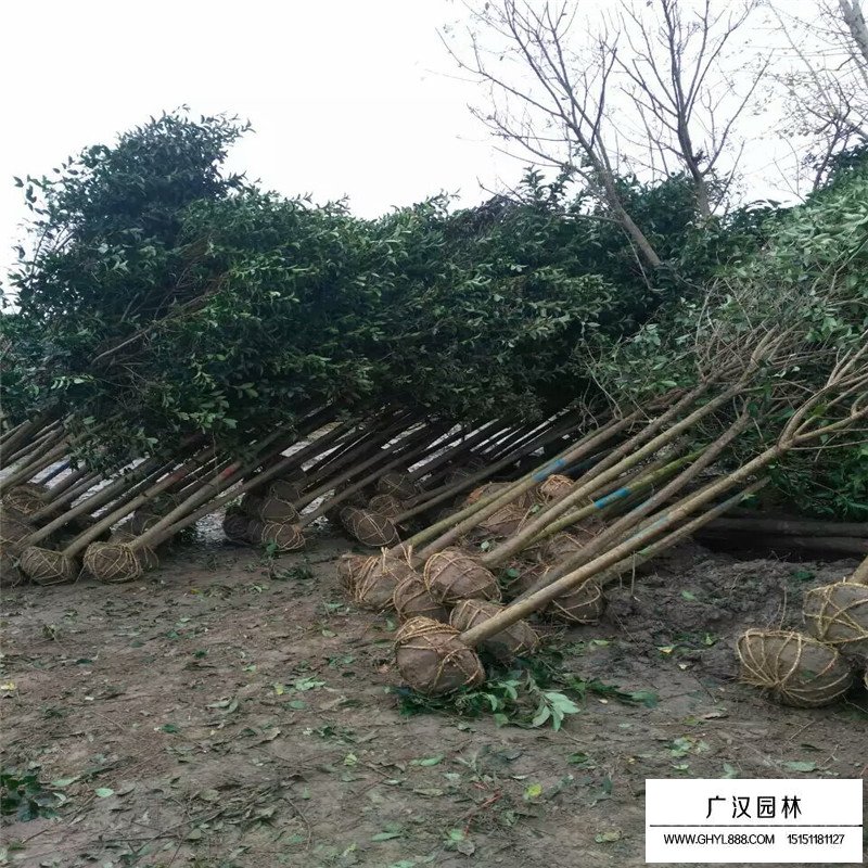 叢生大葉女貞價格是按什么計算的(圖8)