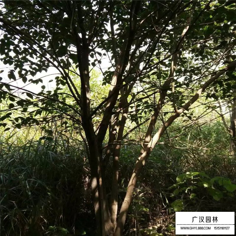 叢生大葉女貞哪里有賣？(圖1)