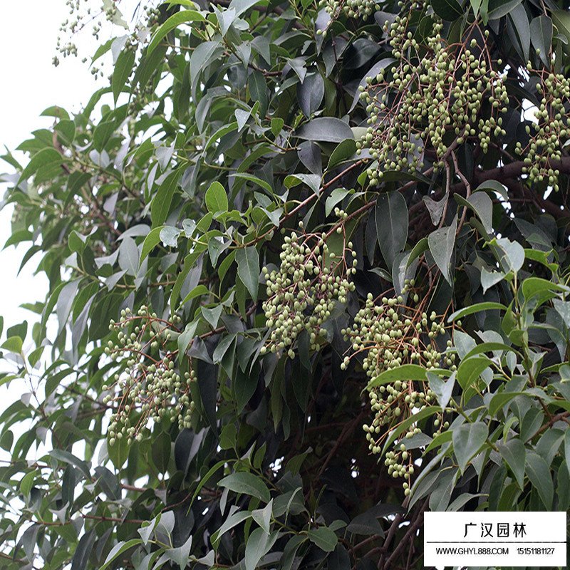 叢生大葉女貞哪里有賣？(圖2)