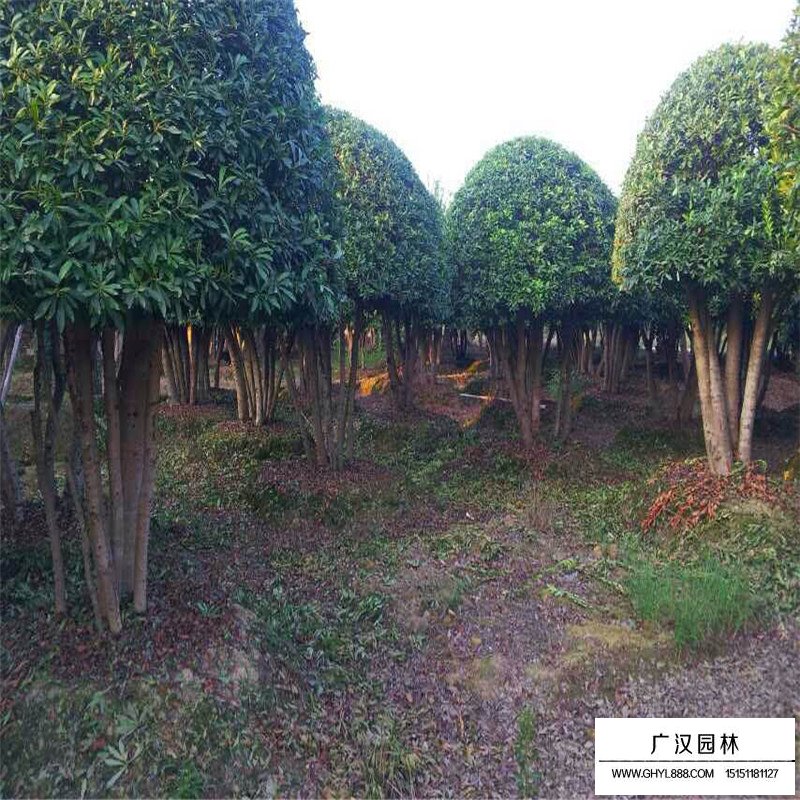 叢生大葉女貞哪里有賣？(圖3)