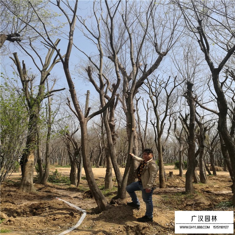 叢生樸樹價格是怎么計算的(圖1)