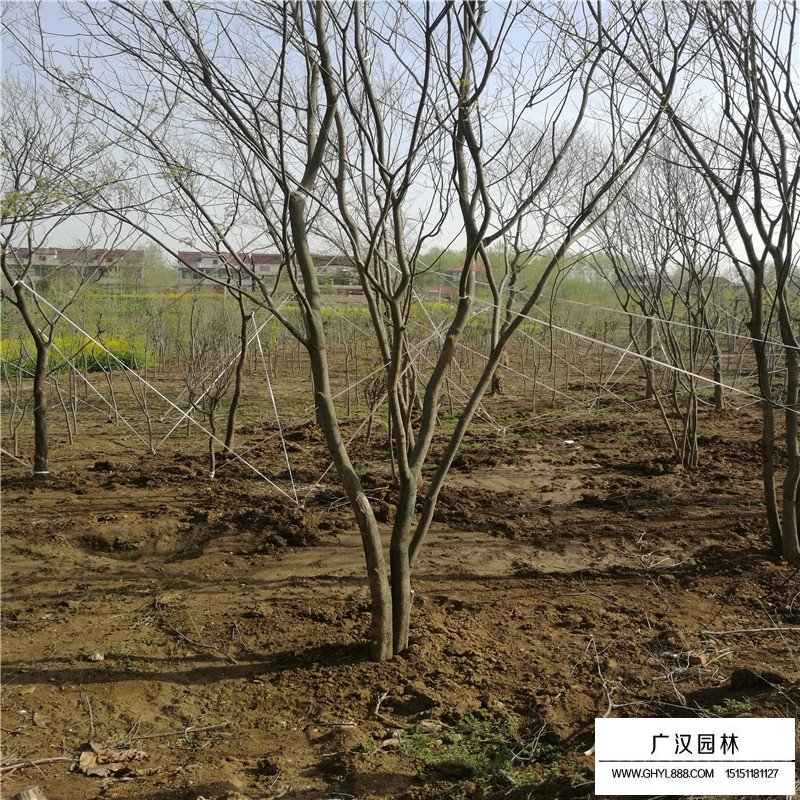 叢生樸樹價格是怎么計算的(圖3)